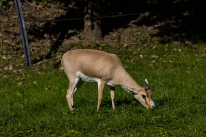 Gazelle leptocère